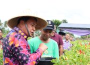Bupati Tangerang Panen Raya Cabai Bersama Kelompok Tani Berenuk Desa Kemuning