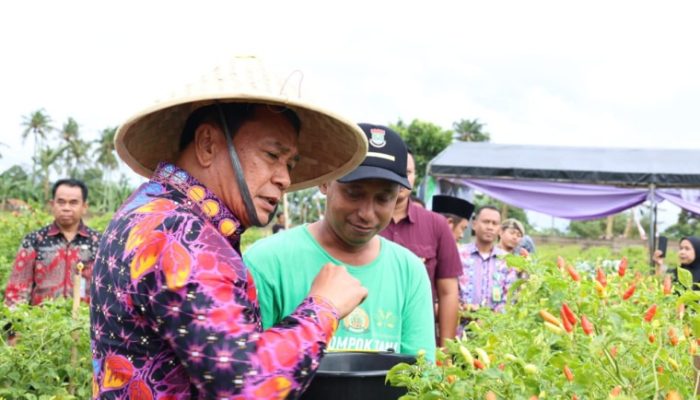 Bupati Tangerang Panen Raya Cabai Bersama Kelompok Tani Berenuk Desa Kemuning