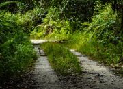 Persamaan dan Perbedaan: Memahami Ular Kobra dan Piton