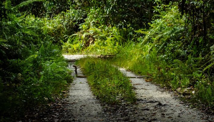 Persamaan dan Perbedaan: Memahami Ular Kobra dan Piton