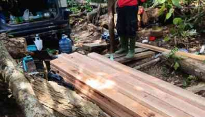 Perketat Pengawasan Hutan, Gakkum Kementerian Kehutanan Siagakan Satgas Anti-Pembalakan Liar.