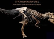 Dekonstruksi Mitos T. rex, Studi Ungkap Sang Predator Berjalan Layaknya Burung Modern