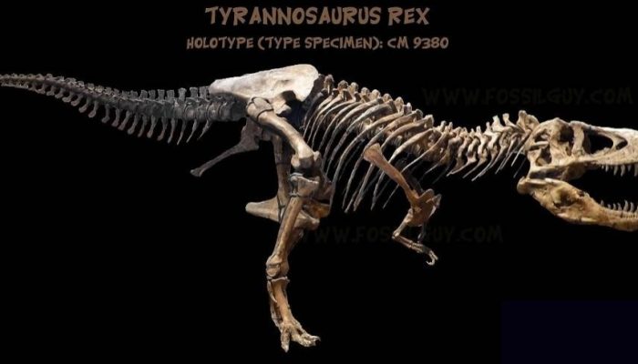 Dekonstruksi Mitos T. rex, Studi Ungkap Sang Predator Berjalan Layaknya Burung Modern