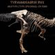 Ilustrasi anatomi kaki Tyrannosaurus rex yang menunjukkan tumpuan pada jari-jari kaki.