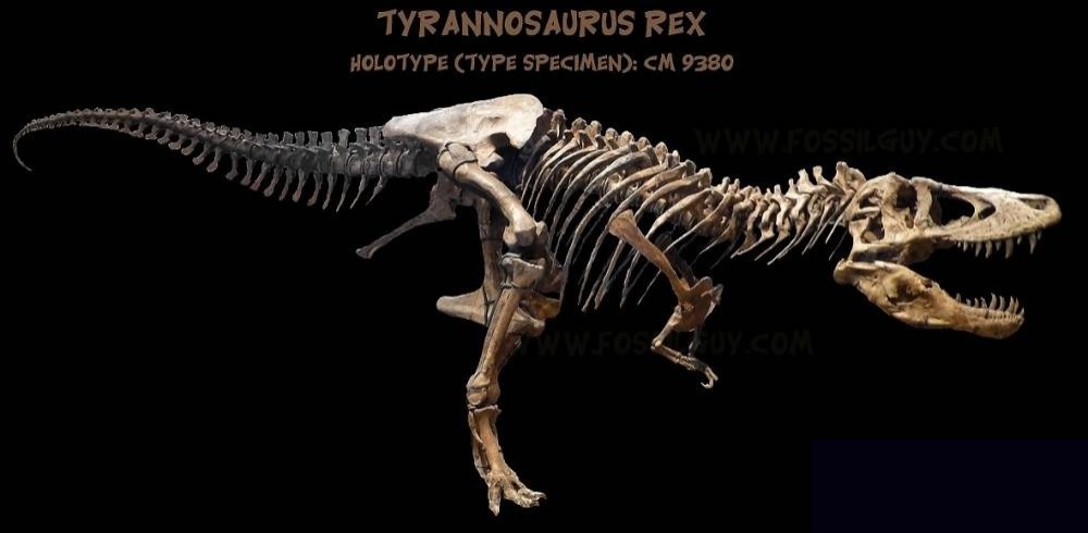 Ilustrasi anatomi kaki Tyrannosaurus rex yang menunjukkan tumpuan pada jari-jari kaki.
