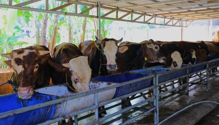 , Wali Kota Benyamin Davnie Imbau Kurangi Kantong Plastik