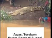 Penampakan seekor buaya besar di bantaran Sungai Cisadane wilayah Neglasari, Kota Tangerang.