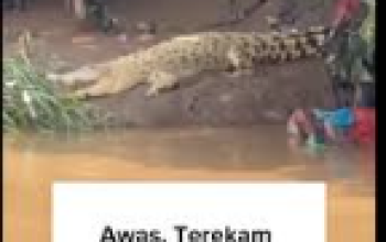 Penampakan seekor buaya besar di bantaran Sungai Cisadane wilayah Neglasari, Kota Tangerang.
