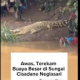 Penampakan seekor buaya besar di bantaran Sungai Cisadane wilayah Neglasari, Kota Tangerang.