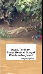 Penampakan seekor buaya besar di bantaran Sungai Cisadane wilayah Neglasari, Kota Tangerang.
