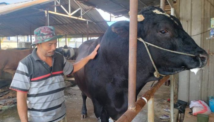 Sapi “Sambo” Berbobot 1,1 Ton Milik Peternak Cipondoh Resmi Dipinang Prabowo Subianto