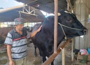 Istana Pilih Sapi Brangus 1,1 Ton asal Cipondoh, Sinyal Prabowo Dorong Kemandirian Peternak Lokal