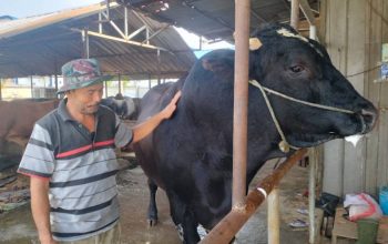 Sapi Brangus hitam berbobot 1,1 ton bernama Sambo berdiri sehat di kandang penggemukan Cipondoh, Tangerang, pasca dibeli Presiden Prabowo Subianto untuk kurban Iduladha 1447 H.