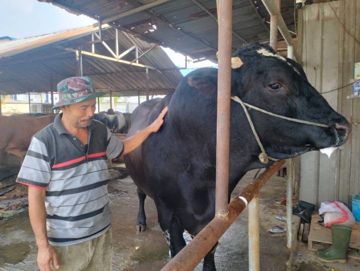 Sapi Brangus hitam berbobot 1,1 ton bernama Sambo berdiri sehat di kandang penggemukan Cipondoh, Tangerang, pasca dibeli Presiden Prabowo Subianto untuk kurban Iduladha 1447 H.