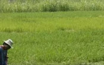 Peta hamparan kawasan Lahan Baku Sawah (LBS) yang dilindungi di wilayah Kabupaten Tangerang tahun 2026.