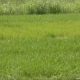 Peta hamparan kawasan Lahan Baku Sawah (LBS) yang dilindungi di wilayah Kabupaten Tangerang tahun 2026.