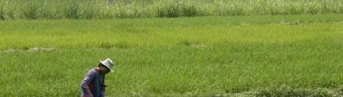 Peta hamparan kawasan Lahan Baku Sawah (LBS) yang dilindungi di wilayah Kabupaten Tangerang tahun 2026.