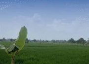 Status Lahan Baku Sawah Kabupaten Tangerang Menggantung, Pemkab Tunggu Verifikasi ATR/BPN