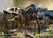 Bantahan Ilmuwan Terhadap 10 Fakta Keliru Dinosaurus di Film: Dari Kecepatan Lari Hingga Postur Tubuh T-Rex