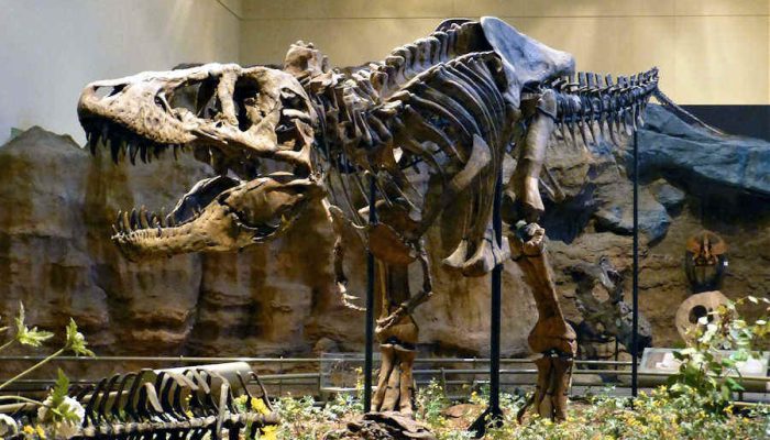 Bantahan Ilmuwan Terhadap 10 Fakta Keliru Dinosaurus di Film: Dari Kecepatan Lari Hingga Postur Tubuh T-Rex