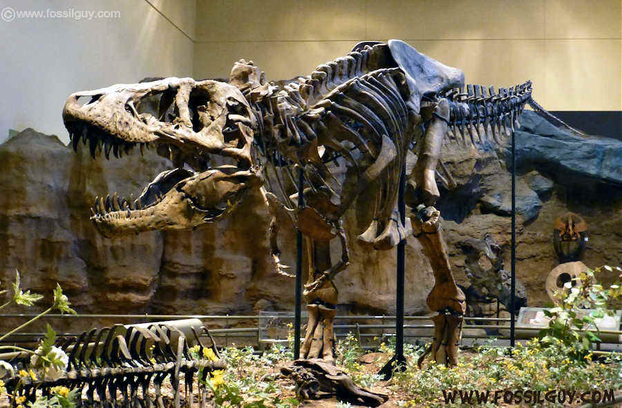 Dinosaurus, Fakta T-Rex, Fosil Purba, Paleontologi, Sains Modern, Teori Evolusi, Mitos Dinosaurus